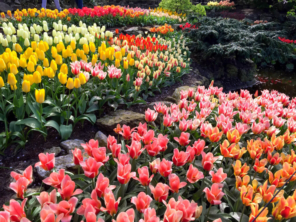 Multicolored tulips. Discover why visiting Keukenhof Gardens is a must when visiting Amsterdam. Find out when to go, how to get there, and what you can expect to see. For more wanderlust inspiration and travel tips follow The Scenic Suitcase on Pinterest! 
