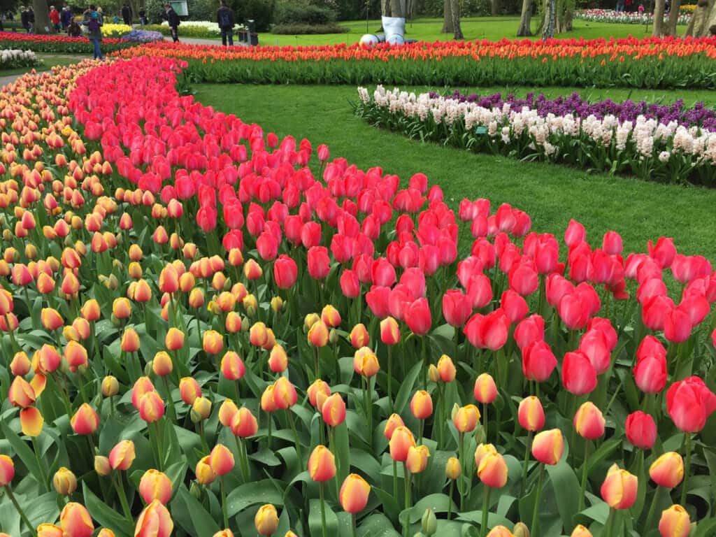Yellow and pink tulips. Discover why visiting Keukenhof Gardens is a must when visiting Amsterdam. Find out when to go, how to get there, and what you can expect to see. For more wanderlust inspiration and travel tips follow The Scenic Suitcase on Pinterest! 