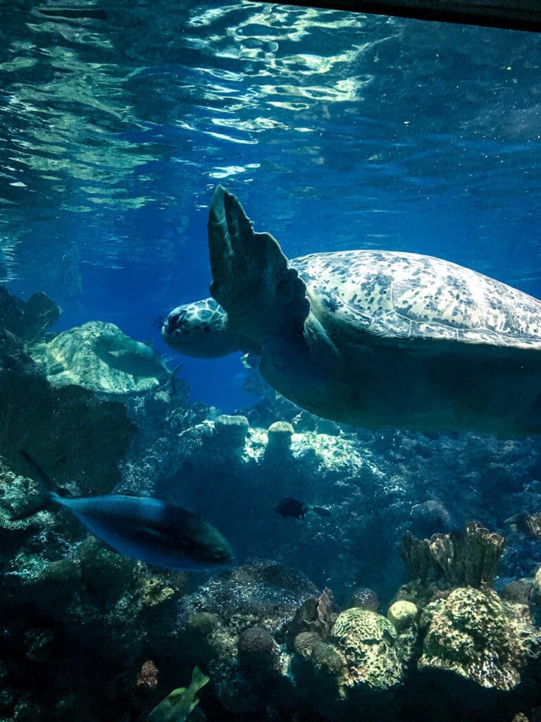 A sea turtle swimming in the aquarium. Discover the picture perfect reasons to visit Boston, Massachusetts. From historic landmarks to local favorites, this is what you shouldn't miss on your trip to Beantown. And for more wanderlust inspiration and travel tips follow The Scenic Suitcase on Pinterest!