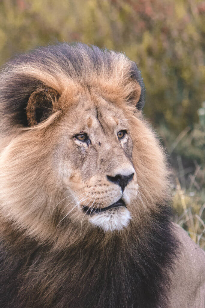 The face of a male lion. Find out why attending The Blonde Abroad photography tour is a once-in-a-lifetime experience you shouldn't miss. And for more travel tips and wanderlust inspiration, follow The Scenic Suitcase on Pinterest!