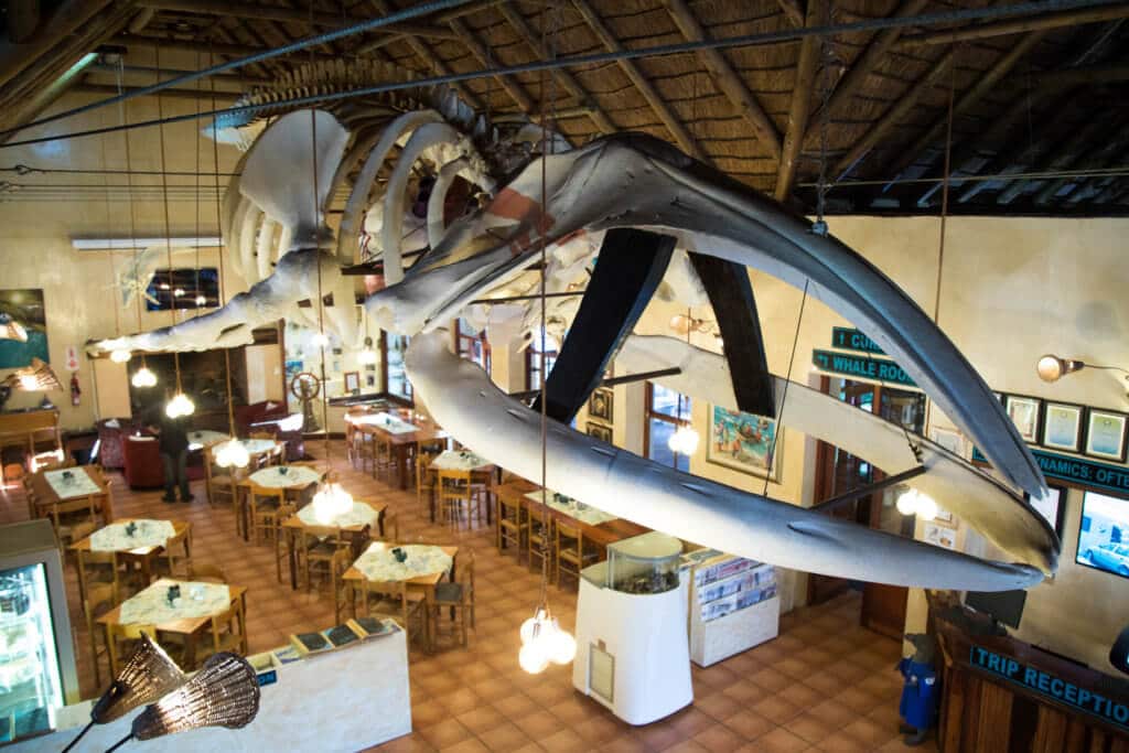 Whale skeleton inside a lobby. Find out what it's like to go cage diving with great white sharks in South Africa! What to expect, what not to fear, and what company is the best to book your adventure with. And for more travel tips and wanderlust inspiration follow The Scenic Suitcase on Pinterest!