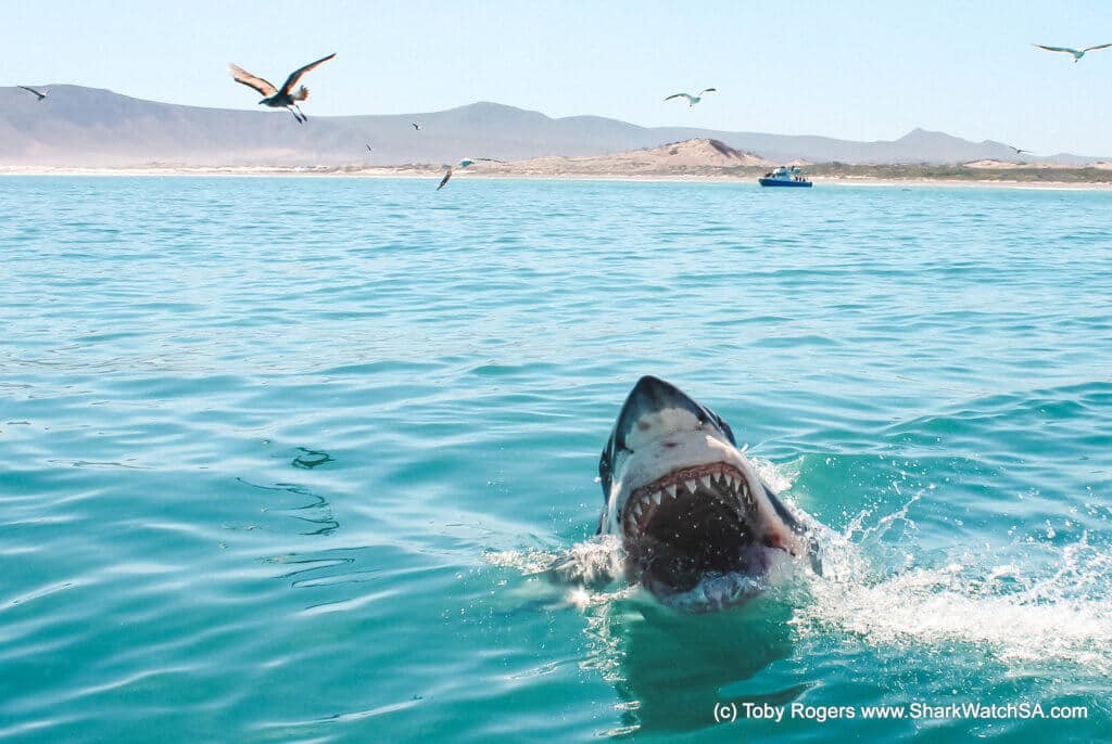 Great white shark breaching the water to attack a decoy with seagulls in the background. Find out what it's like to go cage diving with great white sharks in South Africa! What to expect, what not to fear, and what company is the best to book your adventure with. And for more travel tips and wanderlust inspiration follow The Scenic Suitcase on Pinterest!