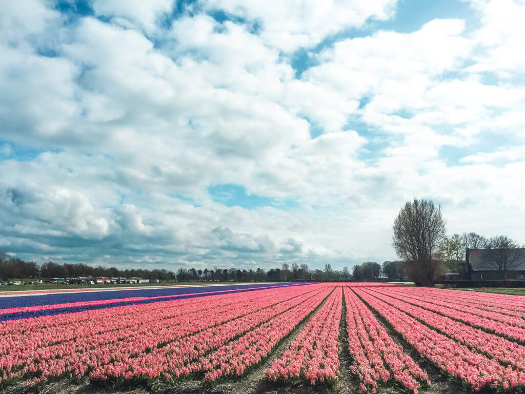 Pink tulip field with puffy clouds. Discover why visiting Keukenhof Gardens is a must when visiting Amsterdam. Find out when to go, how to get there, and what you can expect to see. For more wanderlust inspiration and travel tips follow The Scenic Suitcase on Pinterest! 