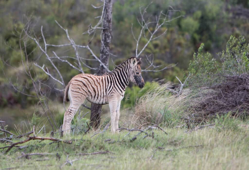 A baby zebra standing near a tree. An African safari at the Gondwana Game Reserve should be at the top of your bucket list! From luxuriously appointed rooms to stunning wildlife, it's an experience everyone should have when visiting South Africa.