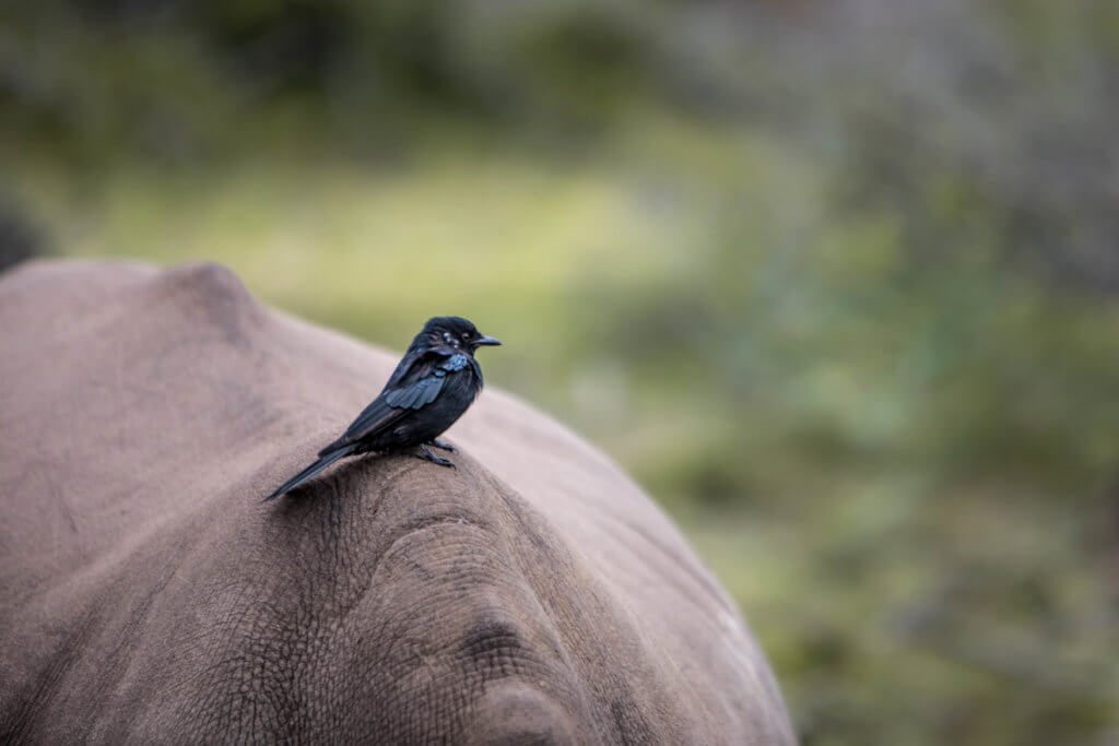 A black bird sitting on a leathery back. An African safari at the Gondwana Game Reserve should be at the top of your bucket list! From luxuriously appointed rooms to stunning wildlife, it's an experience everyone should have when visiting South Africa. And for more travel tips and wanderlust inspiration, follow The Scenic Suitcase on Pinterest!