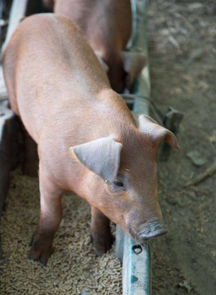 A baby pig eating from a food trough. Visiting the Boschendal Wine Farm in South Africa is a treat for the senses. From delectable food to beautiful scenery to the savory wine, it's an experience that shouldn't be missed in South Africa. Here's what you need to know before you go. And for more travel tips and wanderlust inspiration, follow The Scenic Suitcase on Pinterest!