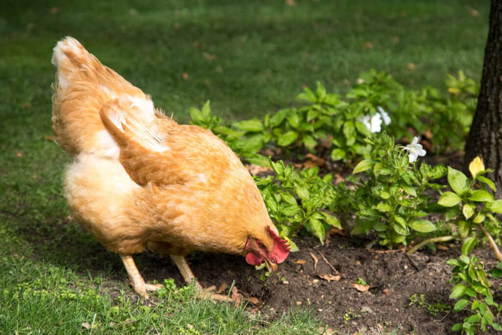 A chicken in a flowerbed. Visiting the Boschendal Wine Farm in South Africa is a treat for the senses. From delectable food to beautiful scenery to the savory wine, it's an experience that shouldn't be missed in South Africa. Here's what you need to know before you go. And for more travel tips and wanderlust inspiration, follow The Scenic Suitcase on Pinterest!