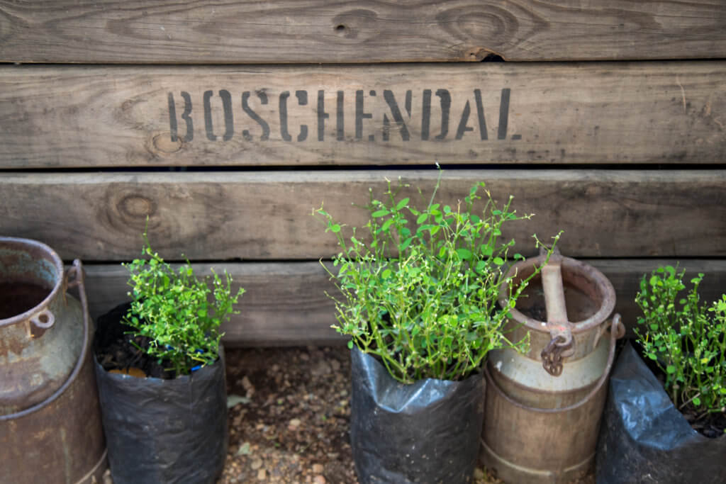 Green potted plants next to a wooden box that reads "Boschendal". Visiting the Boschendal Wine Farm in South Africa is a treat for the senses. From delectable food to beautiful scenery to the savory wine, it's an experience that shouldn't be missed in South Africa. Here's what you need to know before you go. And for more travel tips and wanderlust inspiration, follow The Scenic Suitcase on Pinterest!