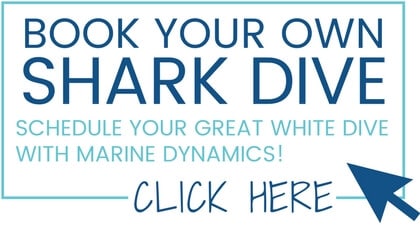 Book your own great white shark dive in South Africa with Marine Dynamics!