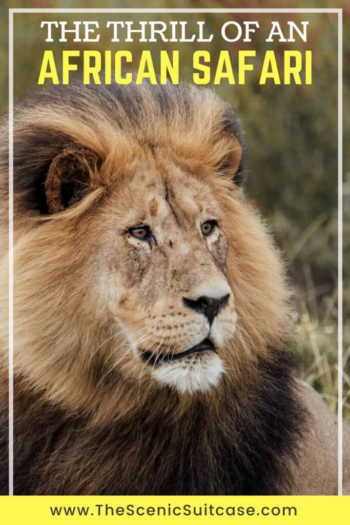 An African safari at the Gondwana Game Reserve should be at the top of your bucket list! From luxuriously appointed rooms to stunning wildlife, it's an experience everyone should have when visiting South Africa.