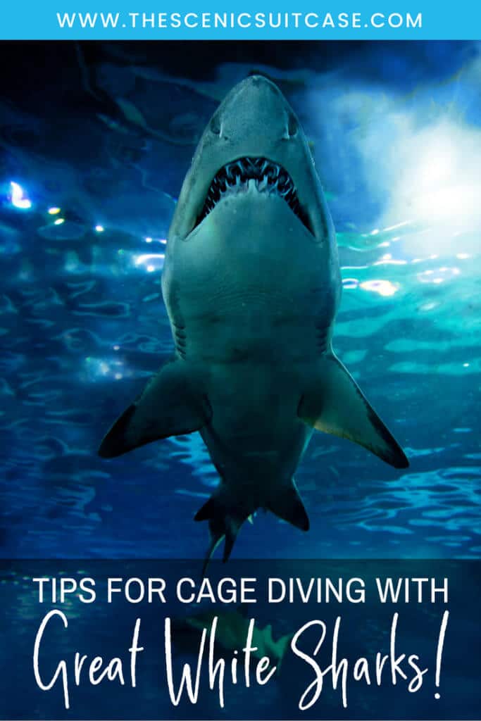 Find out what it's like to go cage diving with great white sharks in South Africa! What to expect, what not to fear, and what company is the best to book your adventure with. And for more travel tips and wanderlust inspiration, follow The Scenic Suitcase on Pinterest!