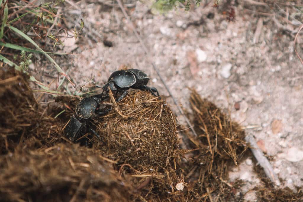 Dung beetles rolling a ball of poo. An African safari at the Gondwana Game Reserve should be at the top of your bucket list! From luxuriously appointed rooms to stunning wildlife, it's an experience everyone should have when visiting South Africa. And for more travel tips and wanderlust inspiration, follow The Scenic Suitcase on Pinterest!