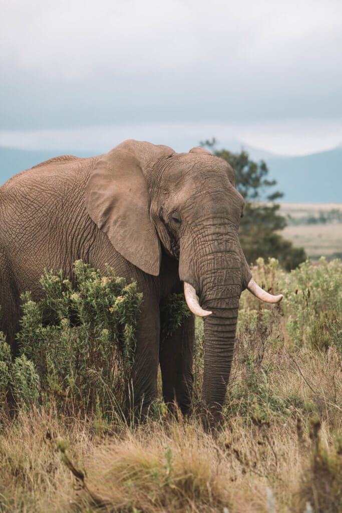 Elephant standing near a bush. There are a million reasons to visit South Africa. The country is as diverse as it is beautiful and offers countless activities and bucket list adventures. Find out what you can't miss! And for more travel tips and wanderlust inspiration follow The Scenic Suitcase on Pinterest!