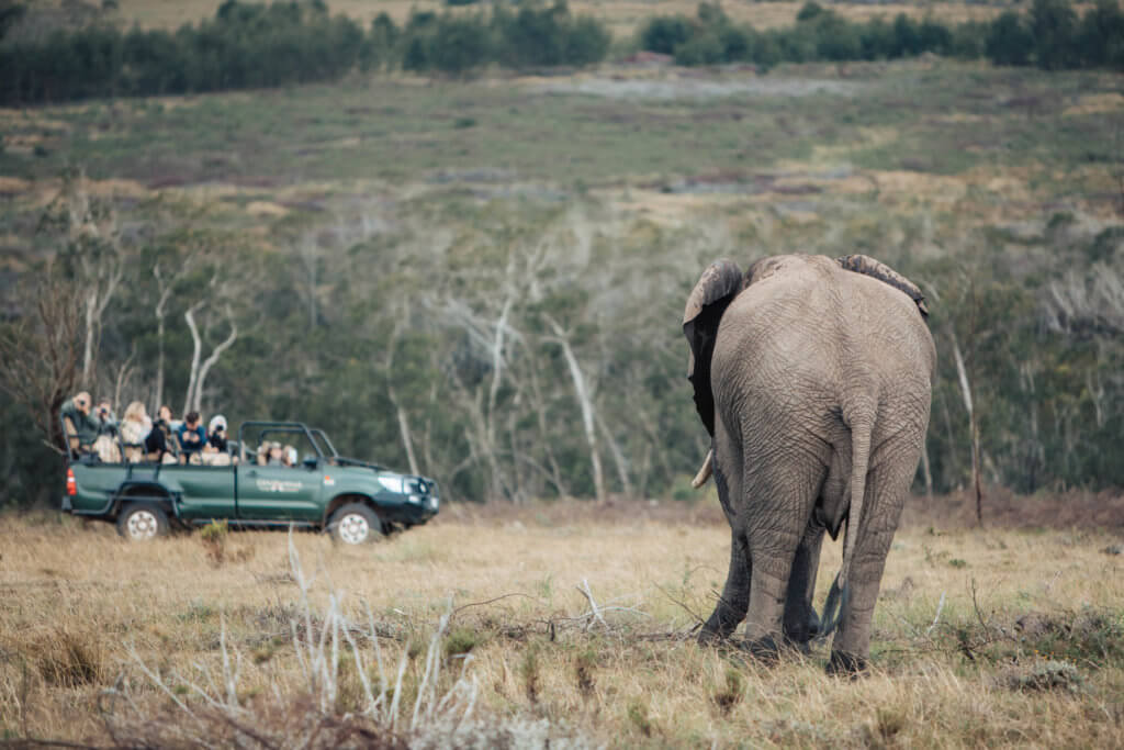 An elephant walking towards a vehicle filled with people on a safari. An African safari at the Gondwana Game Reserve should be at the top of your bucket list! From luxuriously appointed rooms to stunning wildlife, it's an experience everyone should have when visiting South Africa. And for more travel tips and wanderlust inspiration, follow The Scenic Suitcase on Pinterest!