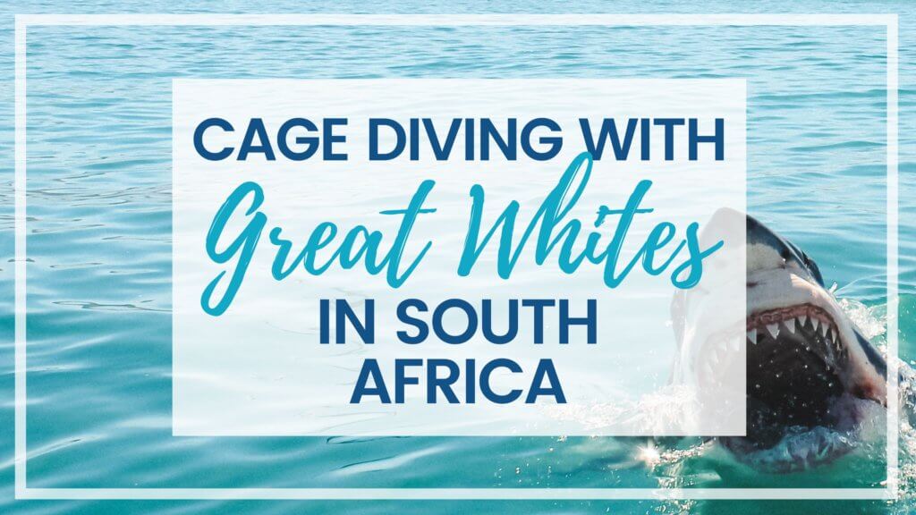 Find out what it's like to go cage diving with great white sharks in South Africa! What to expect, what not to fear, and what company is the best to book your adventure with. And for more travel tips and wanderlust inspiration follow The Scenic Suitcase on Pinterest!