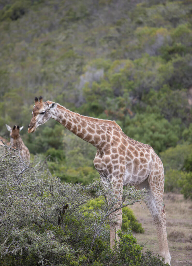 A giraffe eating a large thorn bush. An African safari at the Gondwana Game Reserve should be at the top of your bucket list! From luxuriously appointed rooms to stunning wildlife, it's an experience everyone should have when visiting South Africa. And for more travel tips and wanderlust inspiration, follow The Scenic Suitcase on Pinterest!