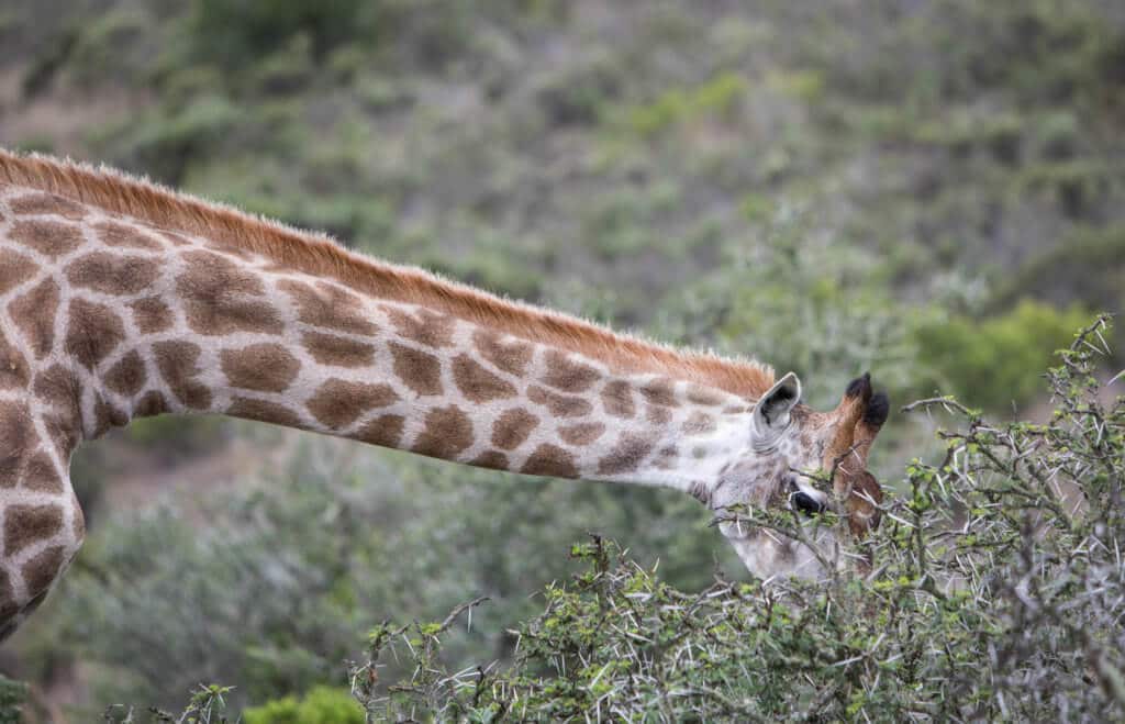 A close-up of a giraffe eating a thorn bush. An African safari at the Gondwana Game Reserve should be at the top of your bucket list! From luxuriously appointed rooms to stunning wildlife, it's an experience everyone should have when visiting South Africa. And for more travel tips and wanderlust inspiration, follow The Scenic Suitcase on Pinterest!