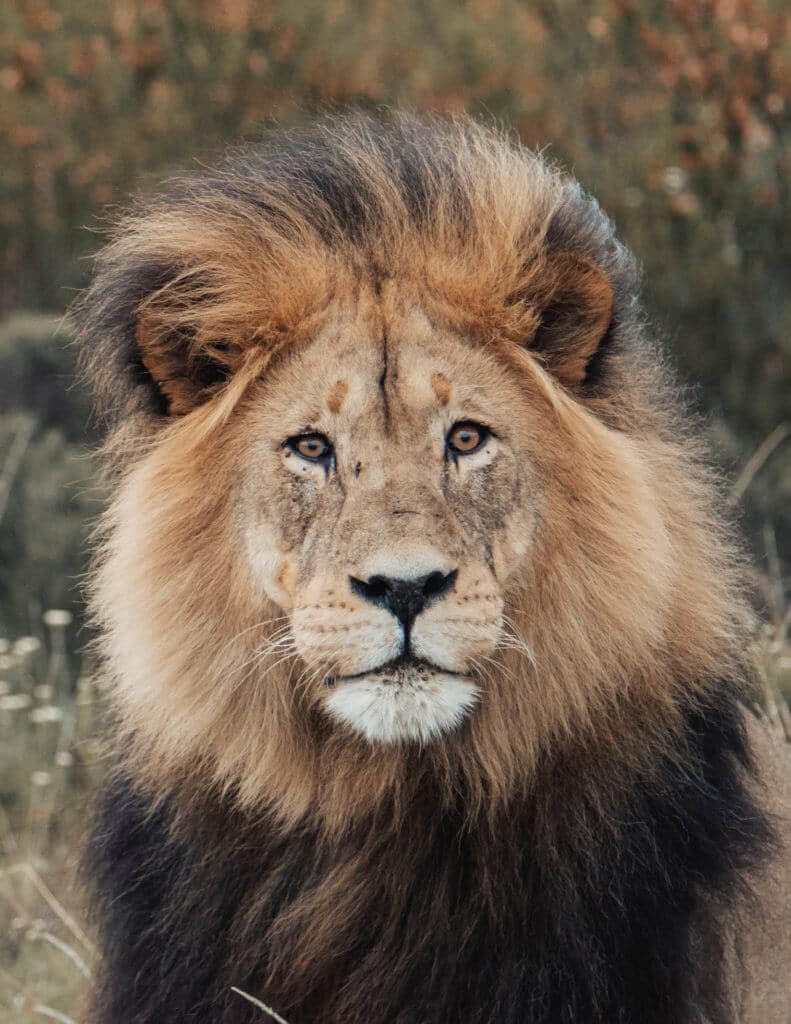 Close-up of a lion's face. There are a million reasons to visit South Africa. The country is as diverse as it is beautiful and offers countless activities and bucket list adventures. Find out what you can't miss! And for more travel tips and wanderlust inspiration follow The Scenic Suitcase on Pinterest!