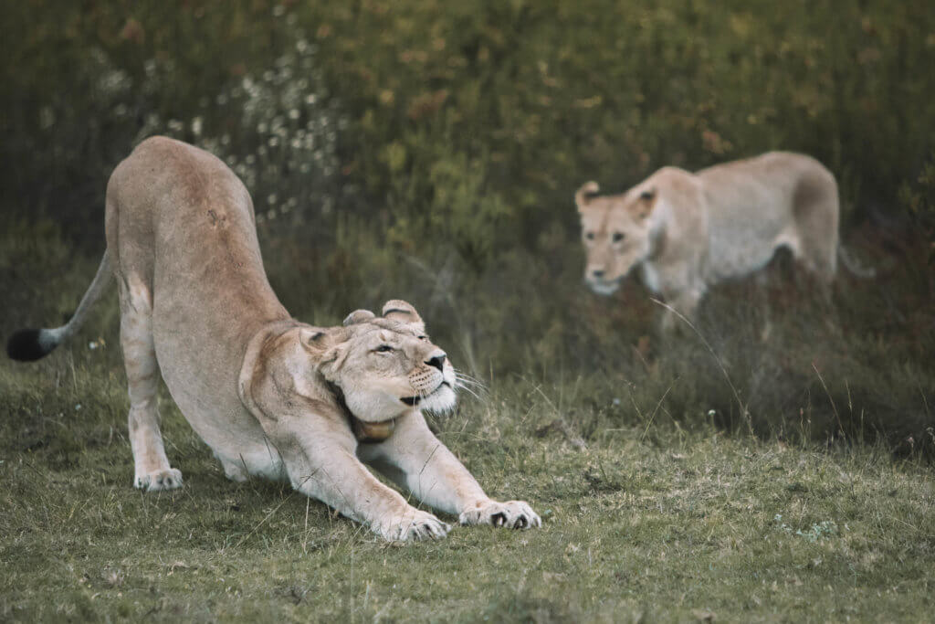 A female lion stretching as another walks out from the bushes. An African safari at the Gondwana Game Reserve should be at the top of your bucket list! From luxuriously appointed rooms to stunning wildlife, it's an experience everyone should have when visiting South Africa. And for more travel tips and wanderlust inspiration, follow The Scenic Suitcase on Pinterest!