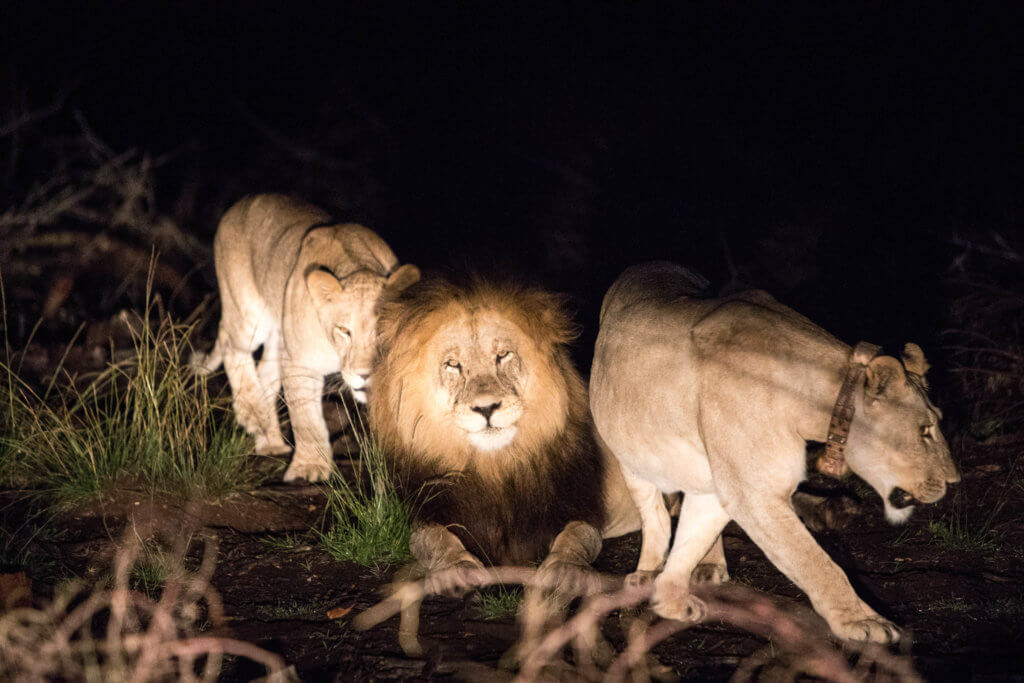 A male lion and two females at night in the bush. An African safari at the Gondwana Game Reserve should be at the top of your bucket list! From luxuriously appointed rooms to stunning wildlife, it's an experience everyone should have when visiting South Africa. And for more travel tips and wanderlust inspiration, follow The Scenic Suitcase on Pinterest!