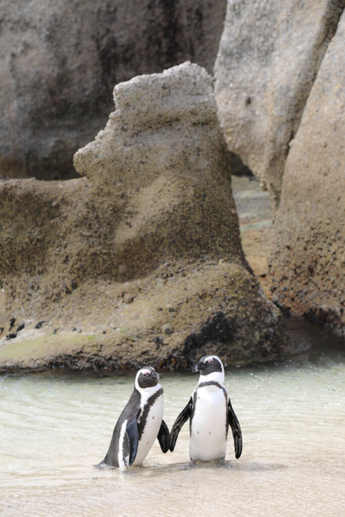 Two penguins holding hands in the water. There are a million reasons to visit South Africa. The country is as diverse as it is beautiful and offers countless activities and bucket list adventures. Find out what you can't miss! And for more travel tips and wanderlust inspiration follow The Scenic Suitcase on Pinterest!