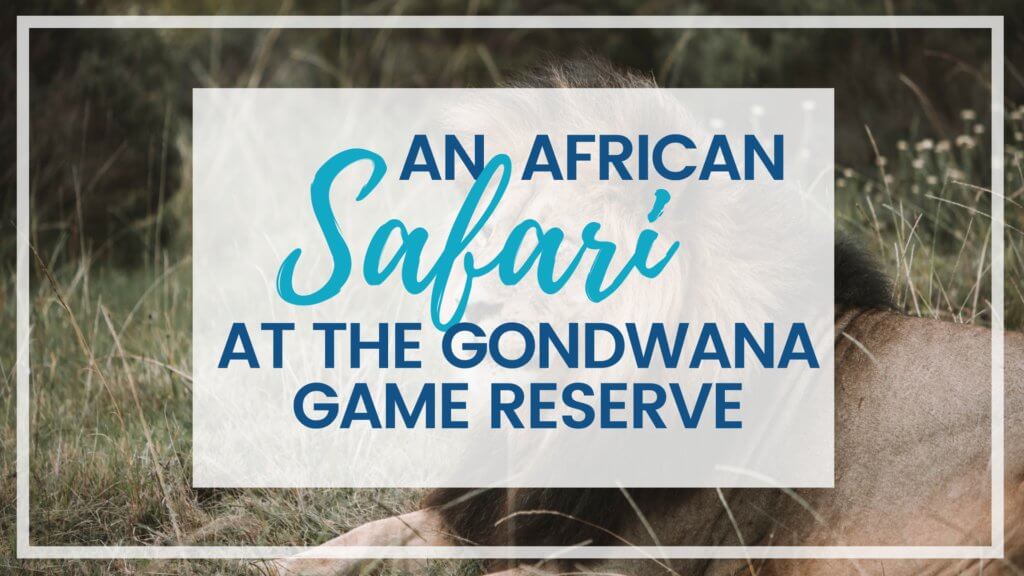 An African safari at the Gondwana Game Reserve should be at the top of your bucket list! From luxuriously appointed rooms to stunning wildlife, it's an experience everyone should have when visiting South Africa.