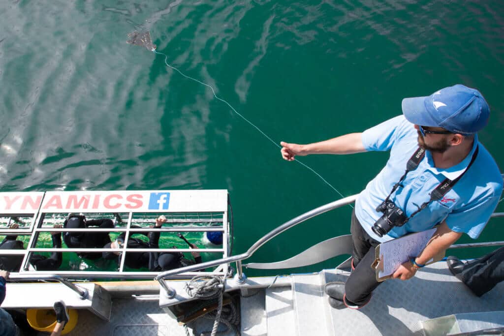 A guide giving a thumbs up to a diver in a shark cage. Find out what it's like to go cage diving with great white sharks in South Africa! What to expect, what not to fear, and what company is the best to book your adventure with. And for more travel tips and wanderlust inspiration, follow The Scenic Suitcase on Pinterest!