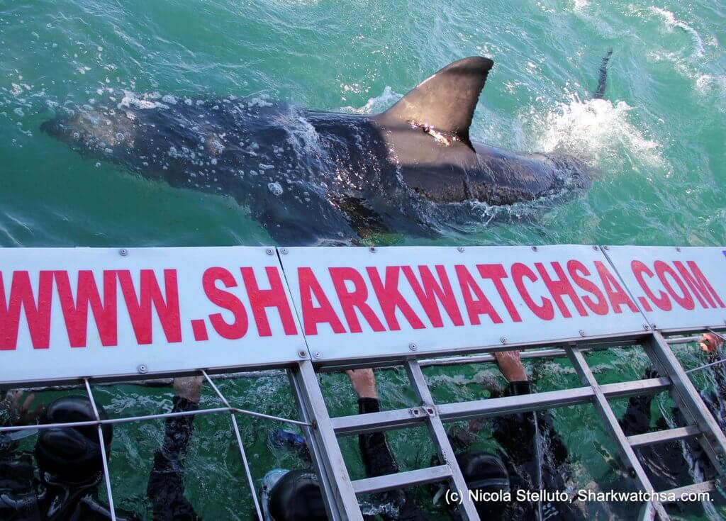 Divers in a cage next to a great white shark. Find out what it's like to go cage diving with great white sharks in South Africa! What to expect, what not to fear, and what company is the best to book your adventure with. And for more travel tips and wanderlust inspiration, follow The Scenic Suitcase on Pinterest!