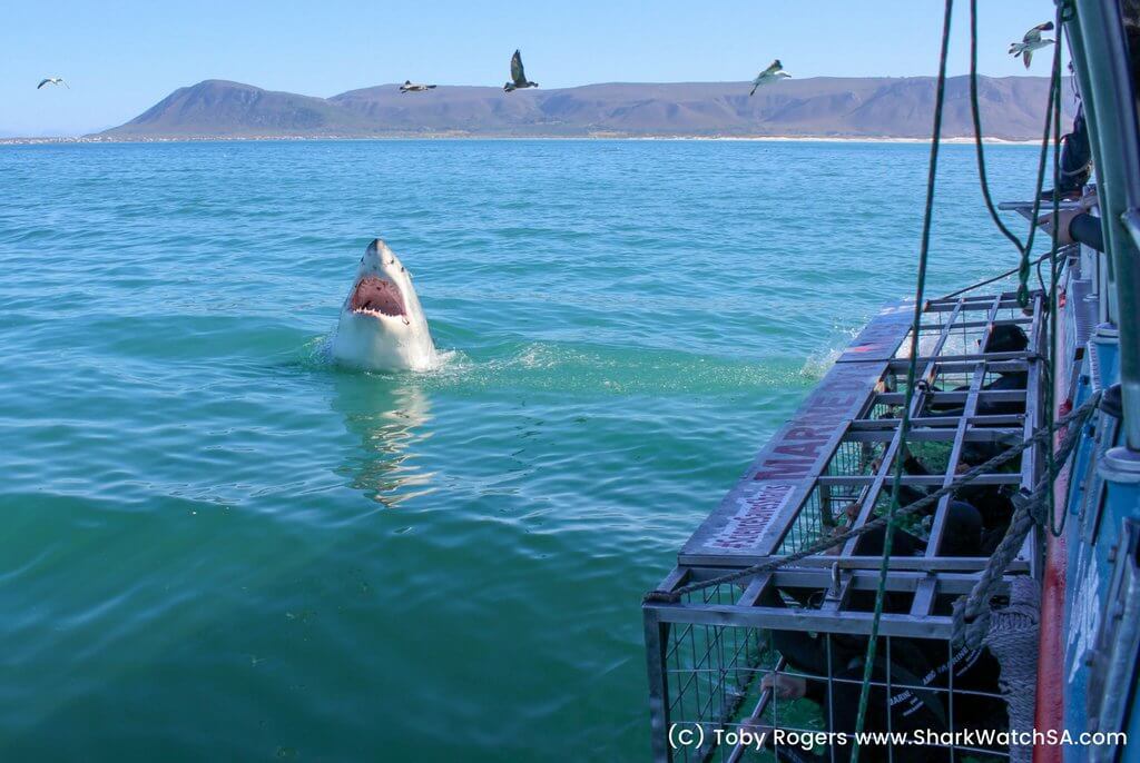 Divers in a cage next to a great white shark. Find out what it's like to go cage diving with great white sharks in South Africa! What to expect, what not to fear, and what company is the best to book your adventure with. And for more travel tips and wanderlust inspiration, follow The Scenic Suitcase on Pinterest!