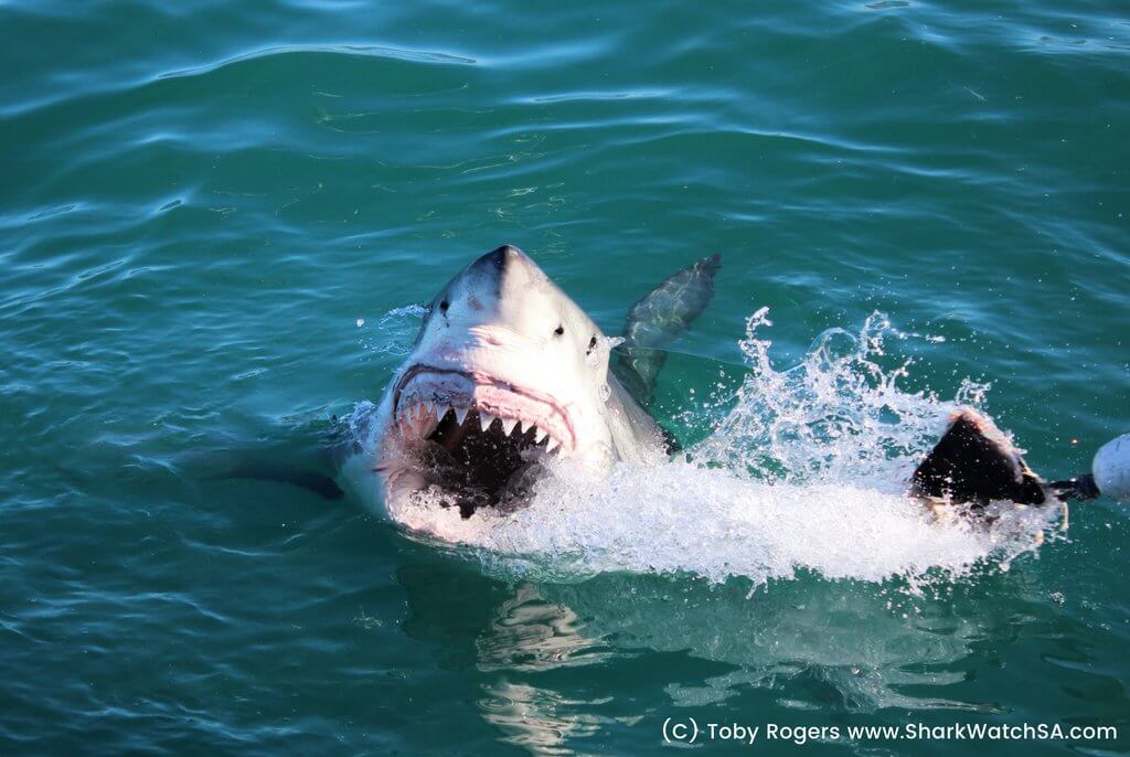 A great white shark attacking a seal decoy. Find out what it's like to go cage diving with great white sharks in South Africa! What to expect, what not to fear, and what company is the best to book your adventure with. And for more travel tips and wanderlust inspiration, follow The Scenic Suitcase on Pinterest!