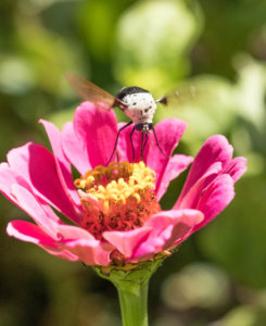Sample photo taken with 100mm macro lens. Find all the essential travel photography gear for any shutterbug with a serious case of wanderlust in this travel photography gift guide. Everything you could possibly need to take your photos to the next level! And for more travel tips follow The Scenic Suitcase on Pinterest!