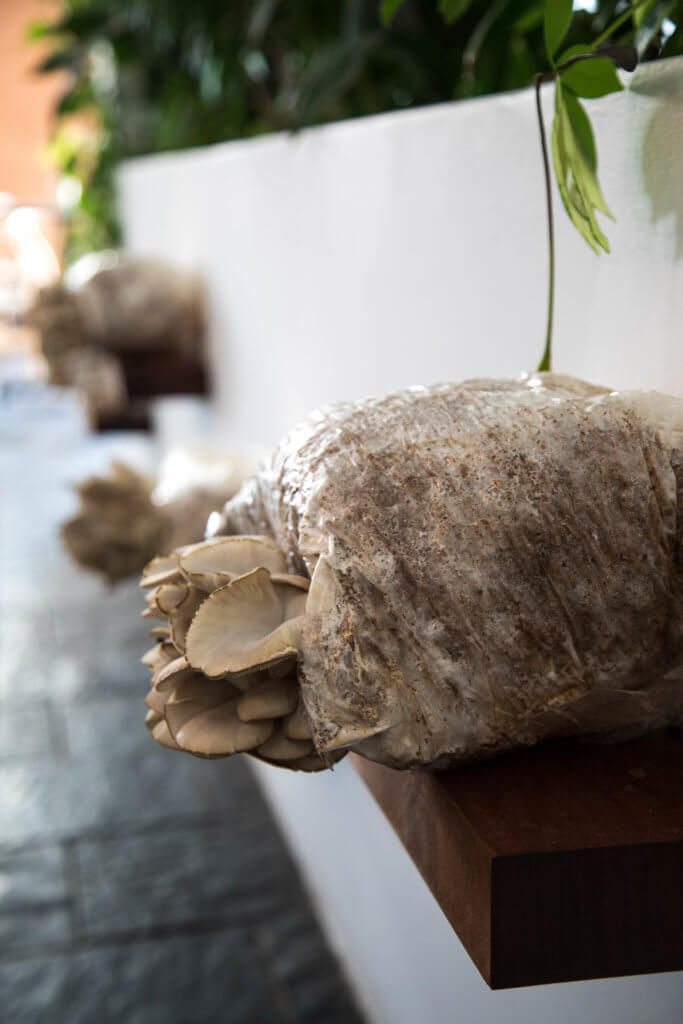 Mushrooms growing out of a plastic bag on the wall. Visiting Bo Kaap in Cape Town feels like stepping into a cartoon. But there's more to the neighborhood than prismatic facades. Discover the colorful history of one of South Africa's most intriguing communities. Plus, get expert tips on what you need to know before you go! And for more travel tips, follow The Scenic Suitcase on Pinterest!