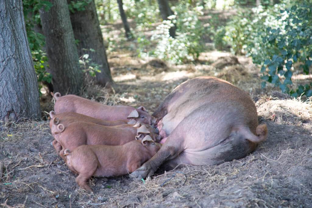 Baby piglets suckling their mom in the woods. Visiting the Boschendal Wine Farm in South Africa is a treat for the senses. From delectable food to beautiful scenery to the savory wine, it's an experience that shouldn't be missed in South Africa. Here's what you need to know before you go. And for more travel tips and wanderlust inspiration, follow The Scenic Suitcase on Pinterest!