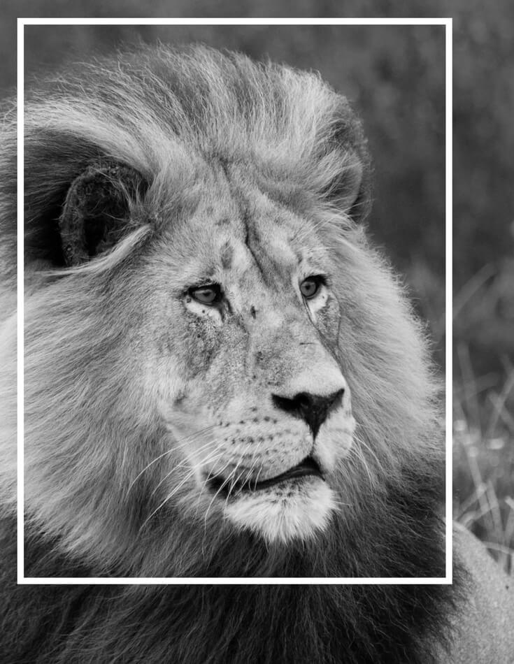 A black and white photo of a lion's face. Using these travel photography composition tips, your images will look just as astounding as the places you visit! Discover all you need to know for jaw-dropping photos! And for more travel tips and wanderlust inspiration follow The Scenic Suitcase on Pinterest!