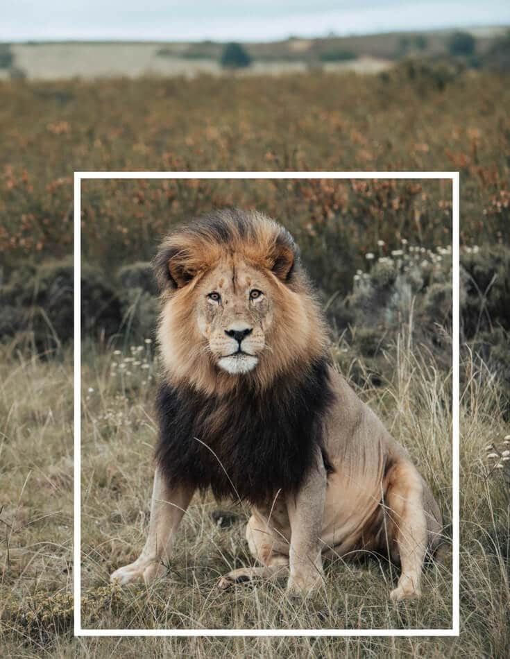 A lion sitting in a field. Using these travel photography composition tips, your images will look just as astounding as the places you visit! Discover all you need to know for jaw-dropping photos! And for more travel tips and wanderlust inspiration follow The Scenic Suitcase on Pinterest!