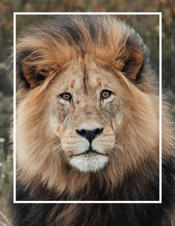 A close-up of a lion's face. Using these travel photography composition tips, your images will look just as astounding as the places you visit! Discover all you need to know for jaw-dropping photos! And for more travel tips and wanderlust inspiration follow The Scenic Suitcase on Pinterest!