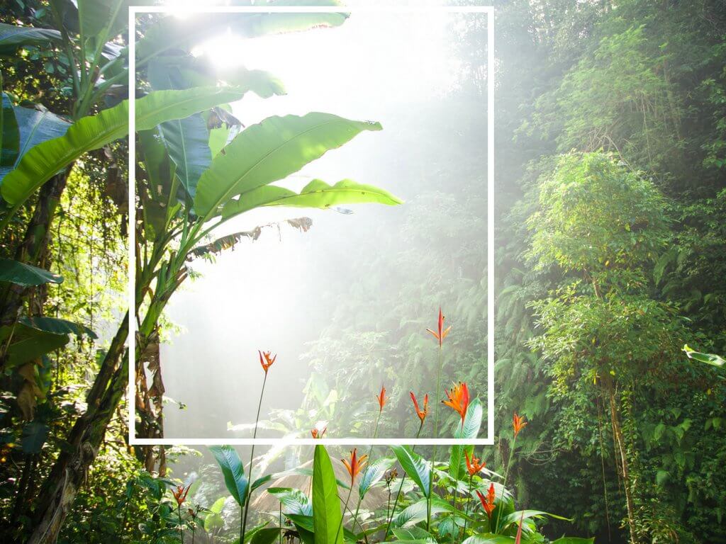 Rainforest greenery with the light filtering through the canopy. Using these travel photography composition tips, your images will look just as astounding as the places you visit! Discover all you need to know for jaw-dropping photos! And for more travel tips and wanderlust inspiration follow The Scenic Suitcase on Pinterest!