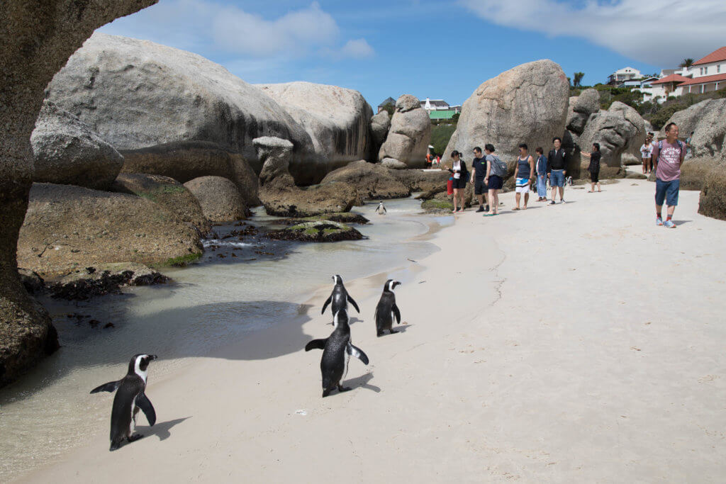 Penguins walking around people on a sandy beach with big boulders. Discover 20 of the most iconic photo locations in the world, with links to a map of where you can find them! And for more wanderlust inspiration and travel tips, follow The Scenic Suitcase on Pinterest!