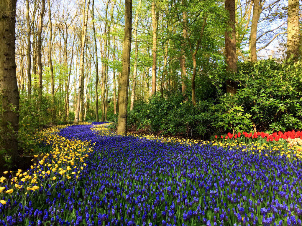 A river of blue flowers in Keukenhof Gardens. Discover 20 of the most iconic photo locations in the world, with links to a map of where you can find them! And for more wanderlust inspiration and travel tips, follow The Scenic Suitcase on Pinterest!