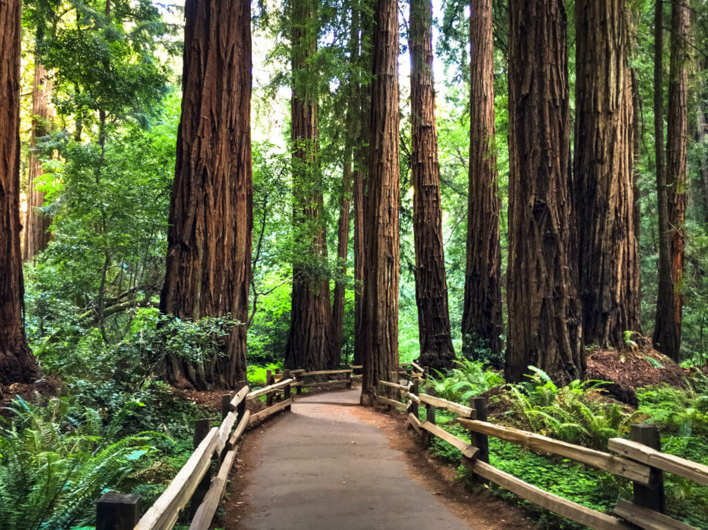 Large redwood trees along a hiking trail. Discover 20 of the most iconic photo locations in the world, with links to a map of where you can find them! And for more wanderlust inspiration and travel tips, follow The Scenic Suitcase on Pinterest!