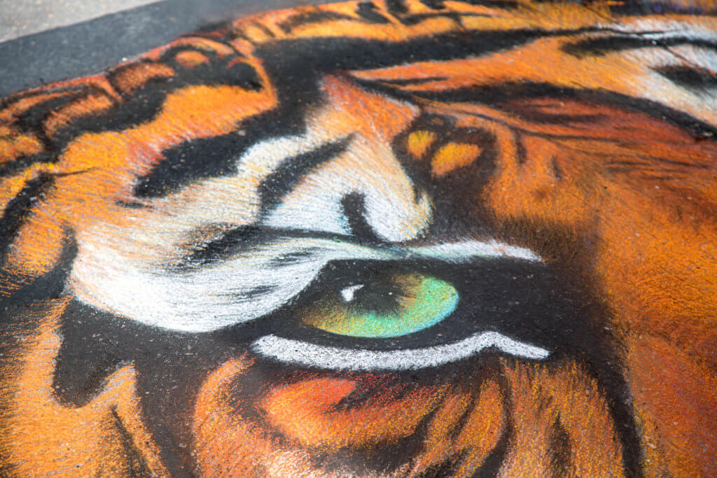 A close-up of a tigers eye drawn with chalk. Find out everything you need to know about the annual Denver Chalk Art Festival! What it's all about, what you can expect, and what you can't miss! And for more travel tips and wanderlust inspiration, follow The Scenic Suitcase on Pinterest!