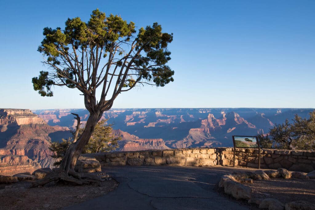 A tree and informational plaque on the edge of the Grand Canyon. Discover some of the most beautiful places in the American Southwest. Awe-inspiring destinations and what you shouldn't miss on your next road trip! And for more travel tips and wanderlust inspiration, follow The Scenic Suitcase on Pinterest!