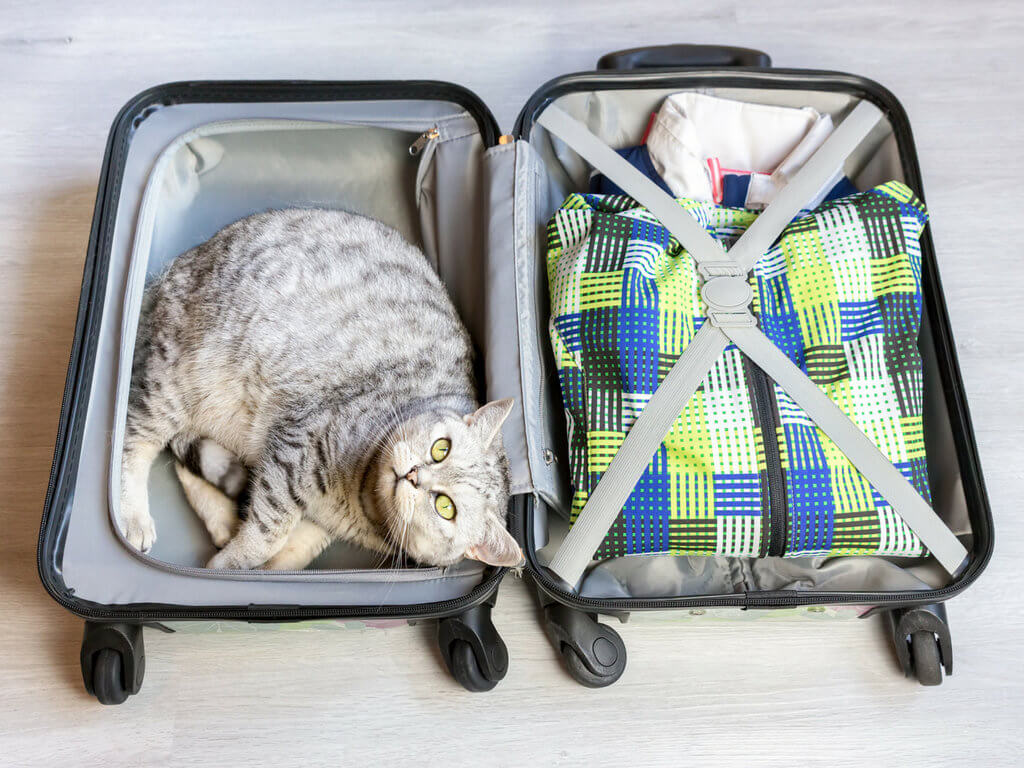 A cat laying in a suitcase. Use these secret travel hacks for better flights, hotels, and cruises! Along with tips on how to avoid lines, pick the best travel destinations, and more! And for more travel tips and wanderlust inspiration, follow The Scenic Suitcase on Pinterest!