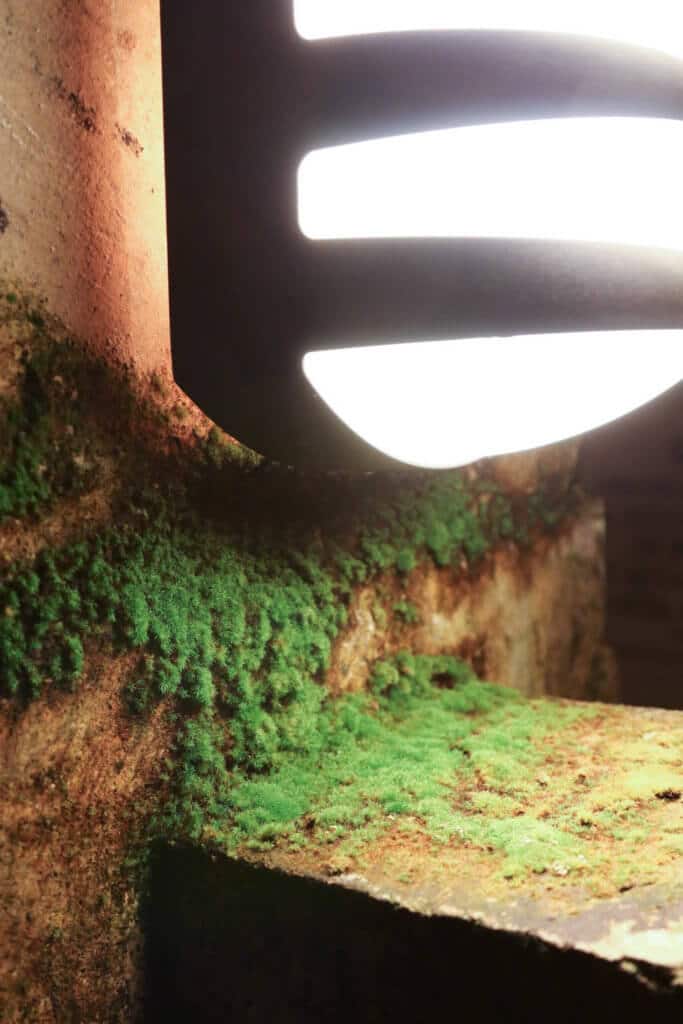 Moss growing near a light inside the catacombs. Learn the best tips for visiting the Paris catacombs. How to avoid insanely long lines, and what to expect when you get there! And for more travel tips and wanderlust inspiration follow The Scenic Suitcase on Pinterest!
