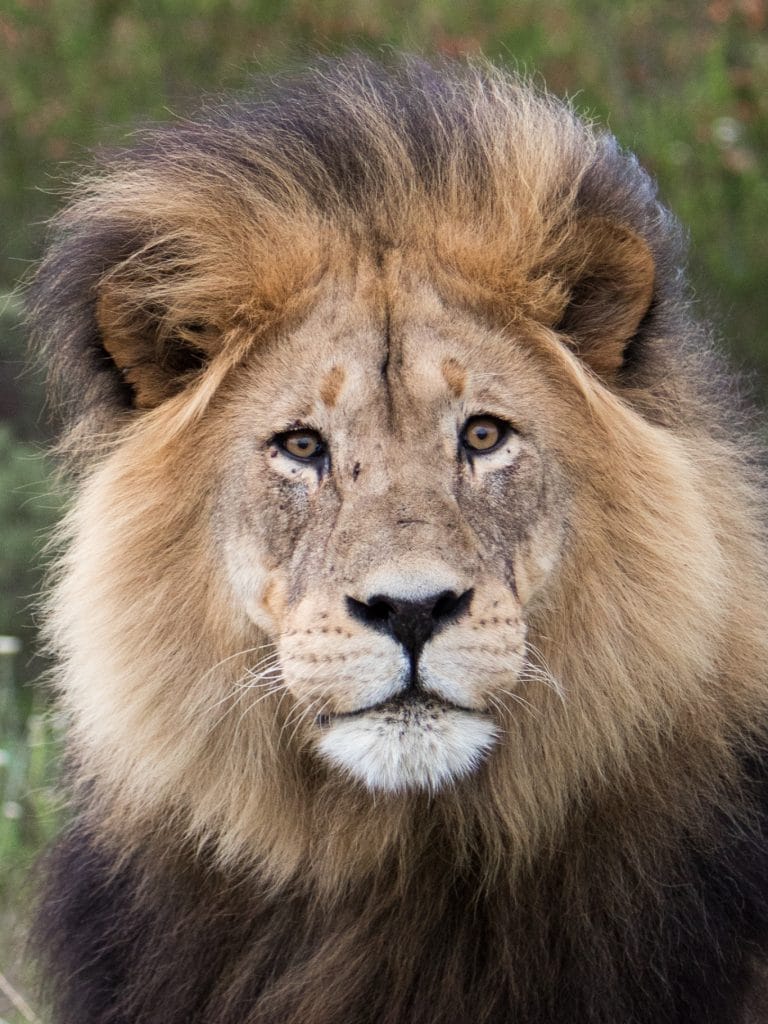 A male lion. See the most picture perfect moments of 2018. From London to Cape Town to Las Vegas and more, see what you can't miss in these incredible destinations! And for more travel tips and wanderlust inspiration, follow The Scenic Suitcase on Pinterest!