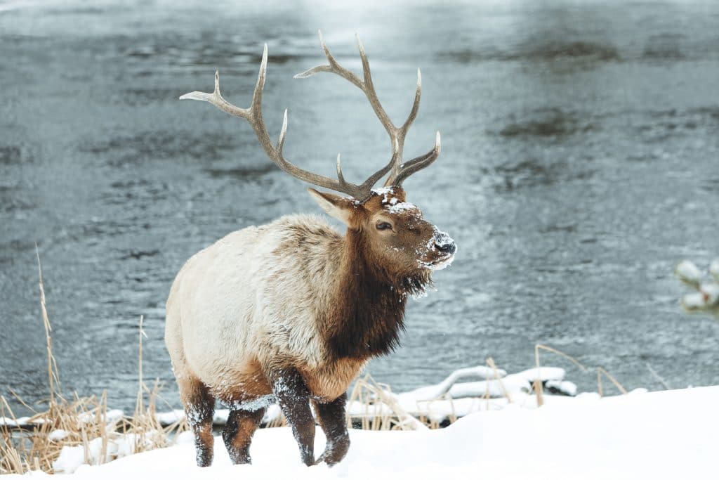 Bull elk walking up from a river. See the most picture perfect moments of 2018. From London to Cape Town to Las Vegas and more, see what you can't miss in these incredible destinations! And for more travel tips and wanderlust inspiration, follow The Scenic Suitcase on Pinterest!