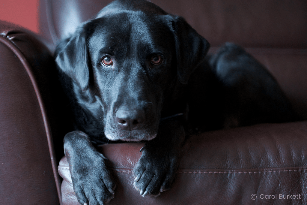 A black lab captured by Carol Burkett. Learn incredible tips from expert photographers and a National Geographic editor that will improve your own photos and turn them into stunning masterpieces! And for more tips, follow The Scenic Suitcase on Pinterest!