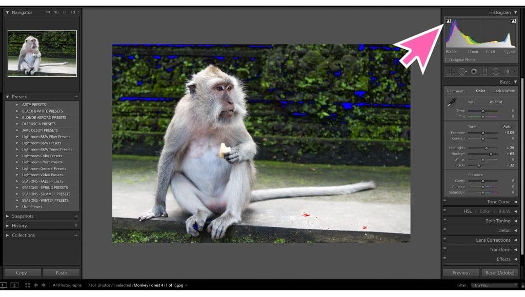 Screenshot showing highlight and shadow clipping in an image of a monkey in Lightroom. Learn 7 lightroom tips and tricks to make your workflow infinitely easier. Once you know these shortcuts, you'll wonder how you ever lived without them! And for more travel and photography tips, follow The Scenic Suitcase on Pinterest!