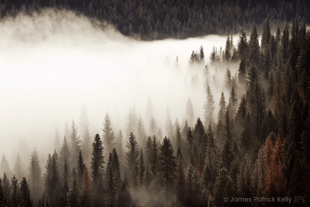 Foggy mountain pine trees captured by James Patrick Kelly.