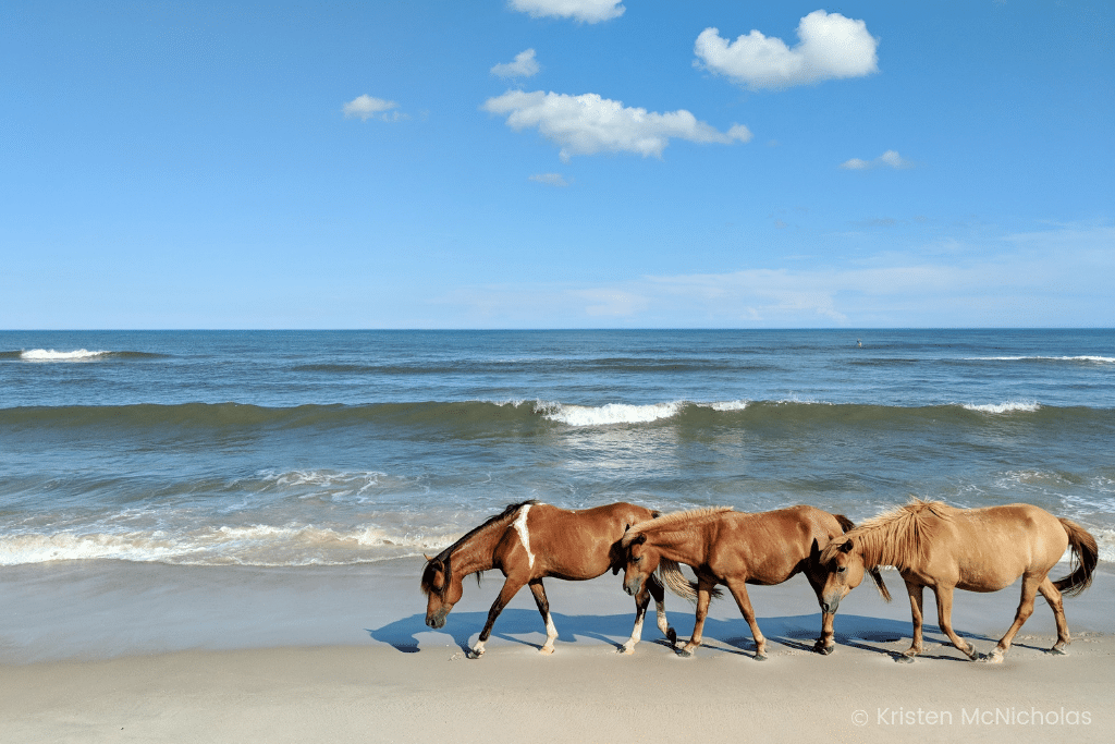 Horses walking in a line along the beach by Kristen McNicholas.